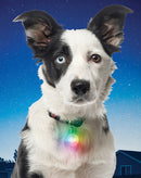 Nite Ize SpotLit Disc-O Collar Light